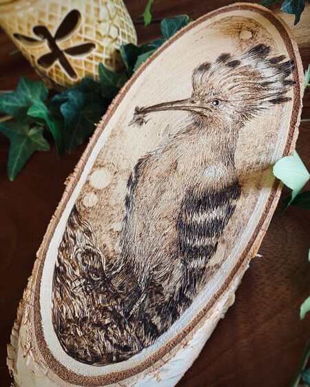 Huppe fasci&eacute;e - 2023 *vendu*