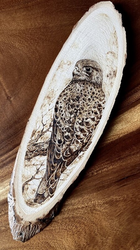 Faucon Cr&eacute;cerelle 2024 *vendu*